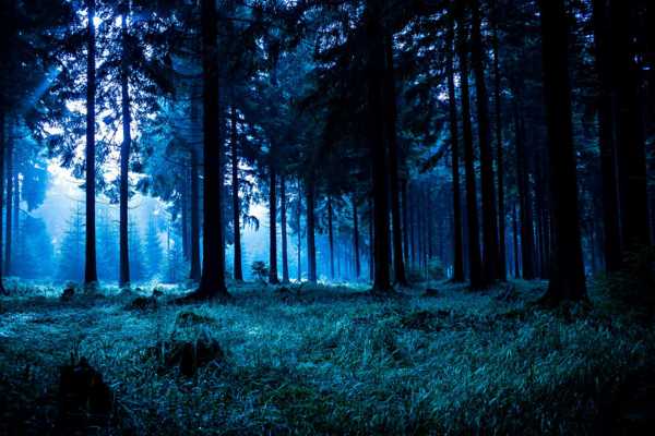Ночь в лесу стала итогом &quot;удачной&quot; грибной охоты