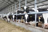 Животноводы Курагинского района выдают 110 тонн молока в сутки