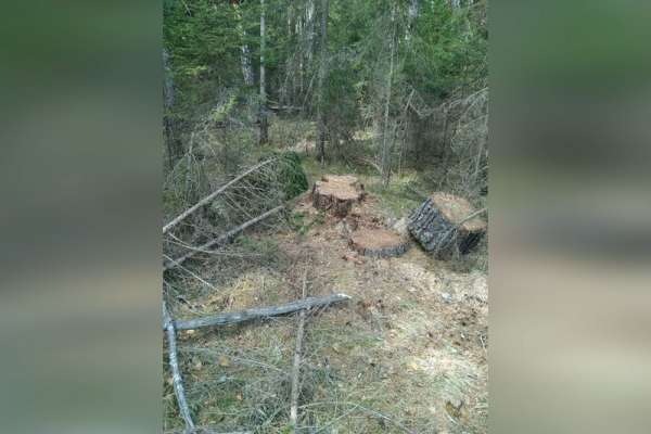 В Курагинском районе полицейские задержали «черных» лесорубов