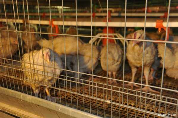 Витрины магазинов Минусинска способны заполнить тувинские яйца и курятина