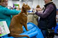 Российским кошкам запретили участвовать в международных  выставках