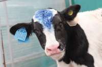 На ферме в Шушенском районе корова родила тройню