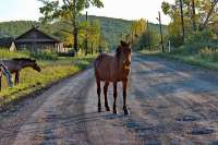 В Минусинском районе лошадь убила девочку