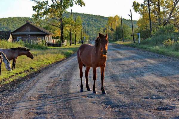 В Минусинском районе лошадь убила девочку