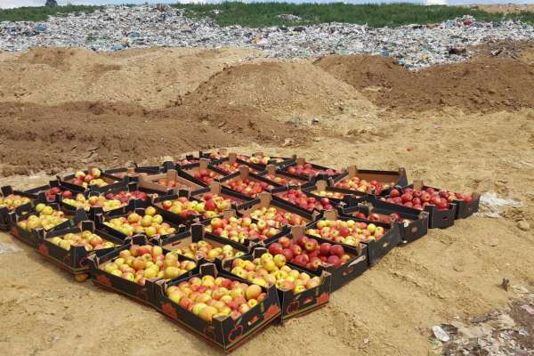 В Красноярском крае 15 коробок яблок отправили под бульдозер