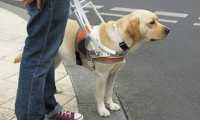 В Шушенском инвалиду с собакой-поводырем отказали в лечении