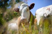 В Хакасии ввели режим ЧС в связи со вспышкой тяжёлого заболевания у коров