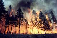 В Красноярском крае 145 пожаров уничтожают лес
