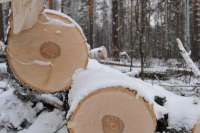 В Курагинском районе «черный» лесоруб нарубил берез на полмиллиона рублей