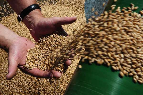Китай и Монголия могут купить зерно из Каратузского района