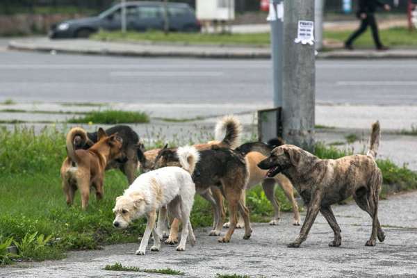 В Саяногорске от властей требуют заняться бездомными животными
