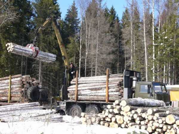 Прокуратура назвала подпольные пункты лесозаготовки в Минусинском районе