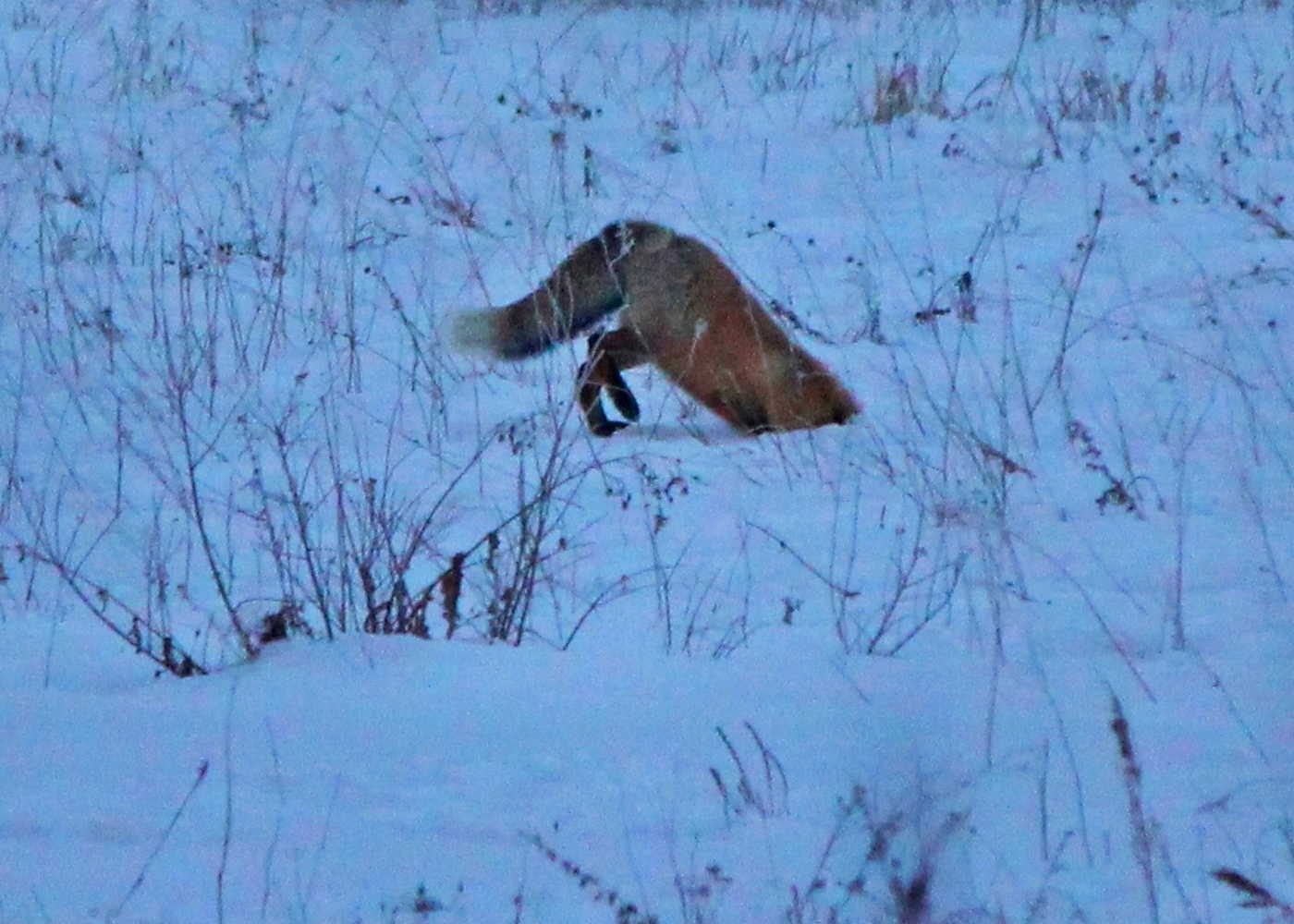 Видео охота лис. Лиса мышкует. Лиса обыкновенная мышкует. Лиса мышкует зимой в лесу. Лиса мышкует фото.