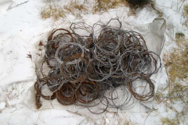 В Саяно-Шушенском заповеднике инспекторы обезвредили более 250 браконьерских петель