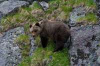 В природном парке «Ергаки» начнут отстреливать медведей