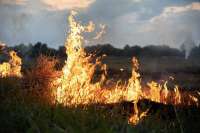 В Минусинске с виновника лесного пожара взыскали расходы на его тушение