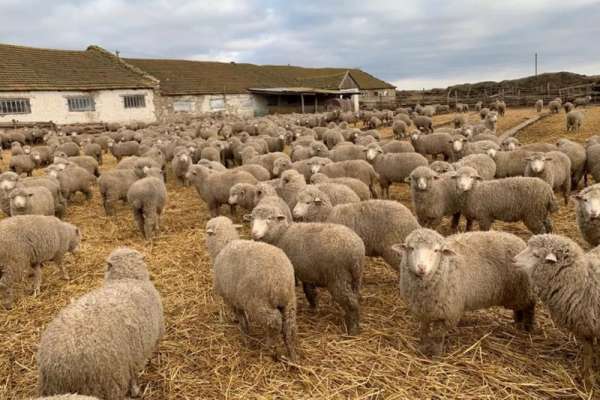 Фермеры Хакасии могут попасть в программу поддержки овцеводства