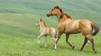 С поля в Минусинске украли лошадей