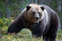 В Ергаках медведь напал на группу туристов: один человек погиб