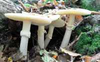 Названы самые опасные грибы юга Красноярского края