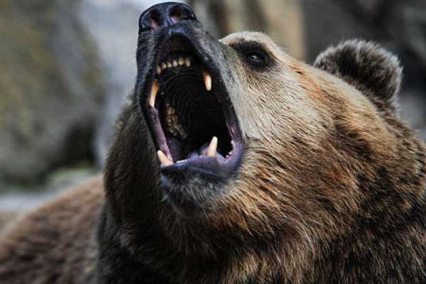 В Красноярском крае медведь откусил женщине руку