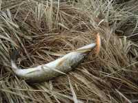 Рыба в водоемах возле Минусинска может быть заражена кишечным гельминтозом