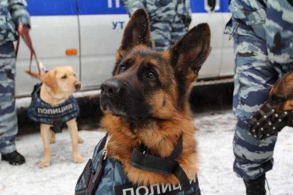 В Абакане служебная собака привела полицию к грабителям