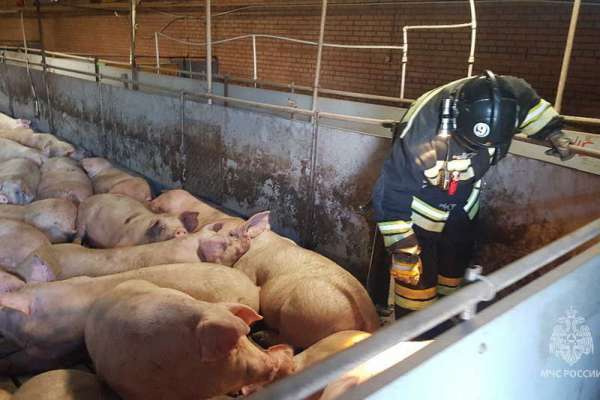 Пожар на свиноферме в Емельяновском районе: спасены 200 свиней