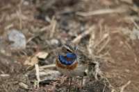 В национальном парке «Шушенский бор» сделали снимки уникальной птицы