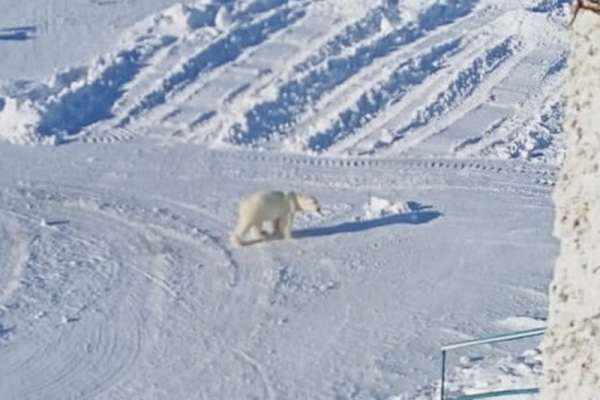 На севере Красноярского края белый медведь гулял на детской площадке