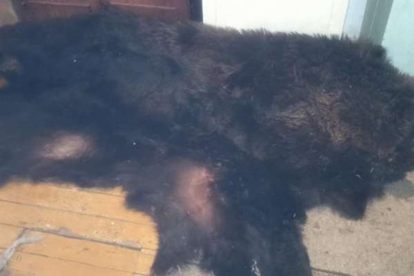 Житель Курагинского района незаконно убил медведя и получил уголовное наказание