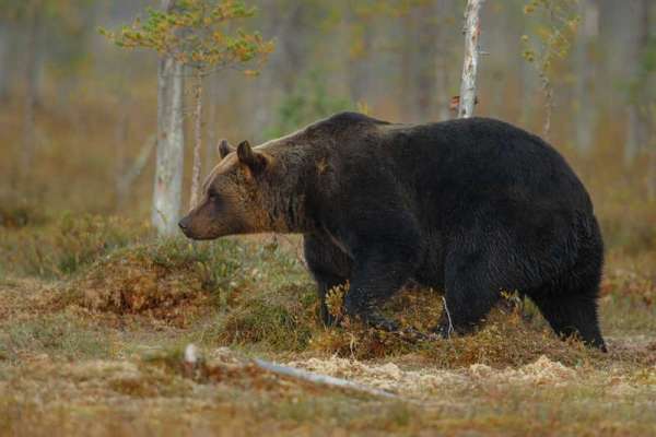 В Хакасии начался приём заявлений на добычу медведя