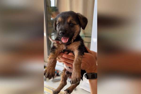 В Абакане спасли щенка, которого заперли без воды на балконе