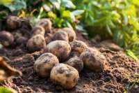 В России могут оштрафовать за выращивание картофеля