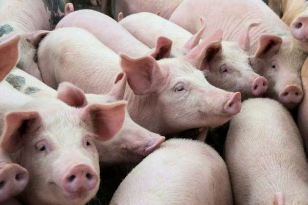 Ликвидация АЧС в Минусинске: изъято более 300 свиней