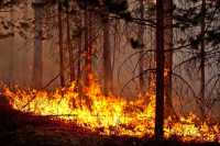 В Минусинском районе тушили лесной пожар