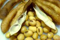 В Минусинске приостановлен оборот 202,5 тонн сои из Еврейской АО
