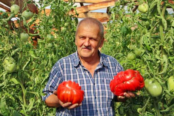 В Минусинске выбирают томат-чемпион