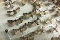 Коллекцию из 6000 насекомых собрали в музее им. Н.М. Мартьянова