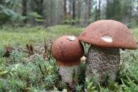 Введение в России новых правил сбора грибов раскритиковали в Госдуме