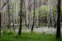 Ученые рассказали о причинах подтопления национального  парка «Шушенский бор»