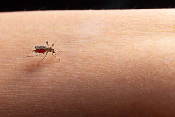 У жителя Красноярского края выявили тропическую малярию