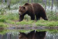 Минэкологии Красноярского края разрешило ликвидировать еще четырех бурых медведей