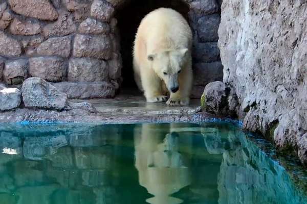 В красноярском зоопарке в бассейн к медведям запустили живую рыбу