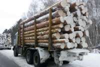 В Красноярском крае и Хакасии пресечена ОПГ по вывозу леса
