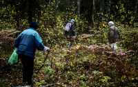 В лесах Минусинского района всё чаще теряются пожилые люди