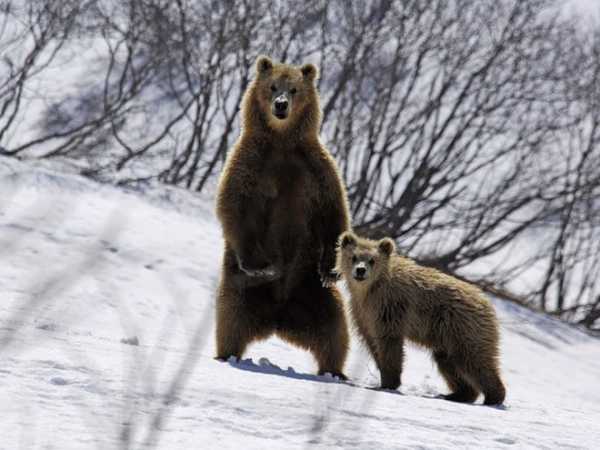 В Красноярском крае медведи вышли из спячки раньше обычного