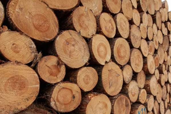 Предприниматель из Абакана незаконно вывез из Хакасии леса на 280 млн рублей
