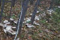 На юге Красноярского края обнаружили уникальный папоротник и многометровые «дорожки» из съедобных грибов