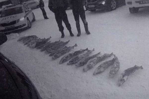 В Красноярском крае задержали рыбаков с краснокнижным осетром